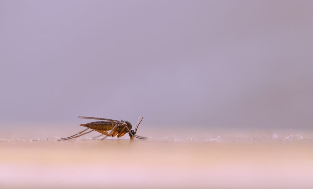 Japonski encefalitis